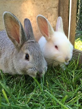 Kaninchen grau und albino