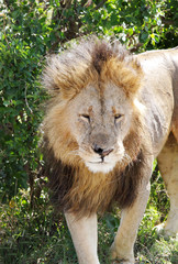 A beautiful portrait of lion in Masai Mara National Park