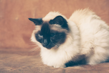 Cat relaxing on sofa