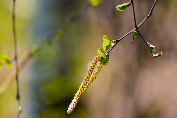 Young birch leaves taken with shallow depth of field