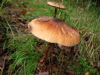 Macrolepiotas