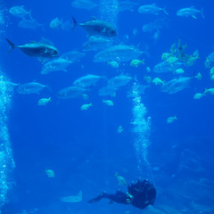 Fototapeta na wymiar płetwonurek z ryb zwiedzania w oceanie