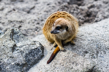 meerkat © Niciak