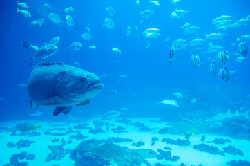 Fototapeta premium giant grouper fish looking at diver