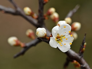 blackthorn twigs with flower