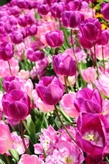pinkfarbene Tulpen im Sonnenlicht im Sommer