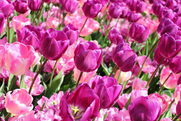 Obraz premium Tulpenmeer 2