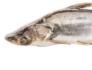 Pangasius Sutchi Fish