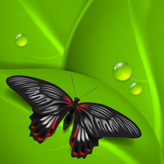 Green background with butterfly and dew