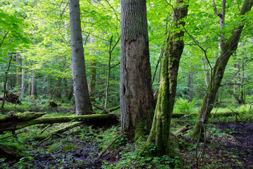 Obraz premium Group of old trees in summertime stand