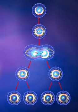 Meiosi duplicazione cellulare divisione