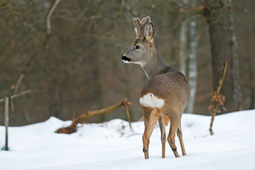 Roe deer