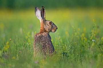 Hare