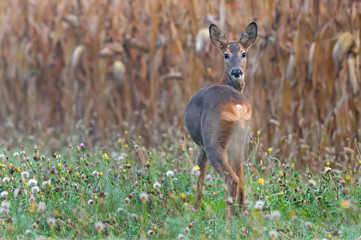 Roe deer