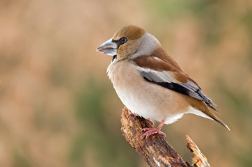 Hawfinch