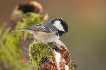 Fototapeta premium Coal tit
