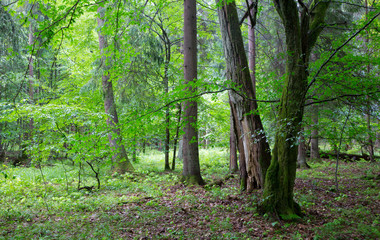 Group of old trees and old natural deciduous stand