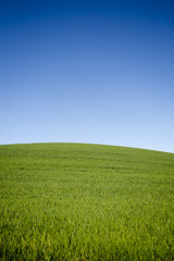 Fototapeta premium Meadow with blue cloudless sky