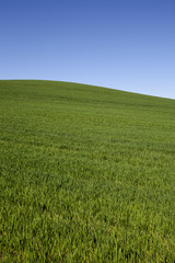 Meadow with blue cloudless sky