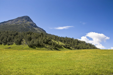 Fototapeta premium Prato fiorito in montagna