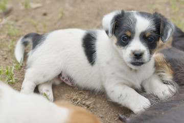chiots mignons dans la prairie au printemps