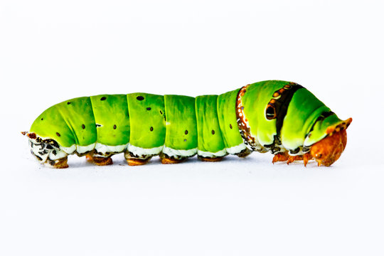 Caterpilla  in isolated on white background