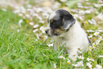 chiots mignons dans la prairie au printemps