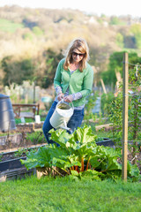 Woman Watering Allotment