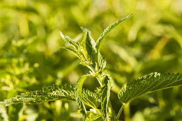green nettle - the green nettle photographed by a close up. small sharpness