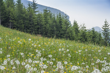 Soffioni di dente di leone in montagna