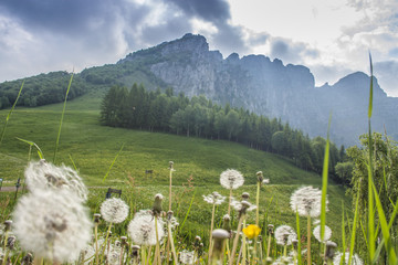 Soffioni di dente di leone in montagna © Restuccia Giancarlo