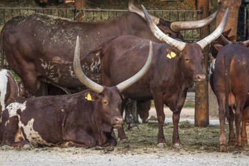 Bovino africano