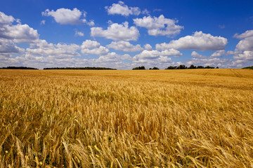  an agricultural field on which grow up wheat