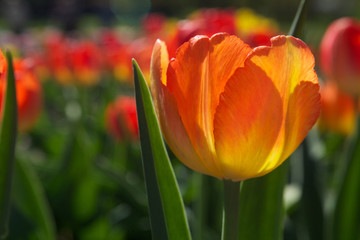 Naklejka premium Tulips in spring sun