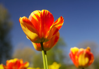 Obraz premium Tulips in spring sun