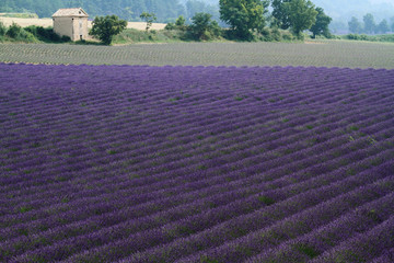 Naklejka na ściany i meble valensole Provence Francja pola lawendy z kwiatami