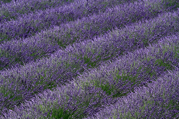 Plakat valensole Provence Francja pola lawendy z kwiatami