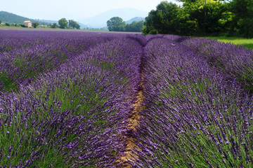 valensole provenza francia campi di lavanda fiorita