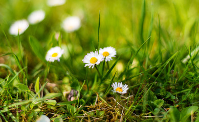 Spring meadow with flowers and green grass