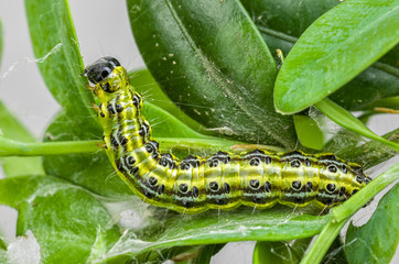 Raupe des Buchsbaumzünslers (Cydalima perspectalis)