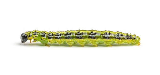 Raupe des Buchsbaumzünslers (Cydalima perspectalis)