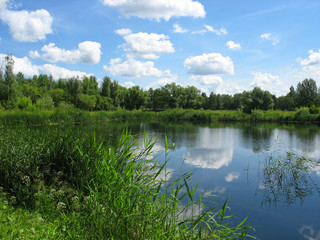 Summer landscape: pond in the park