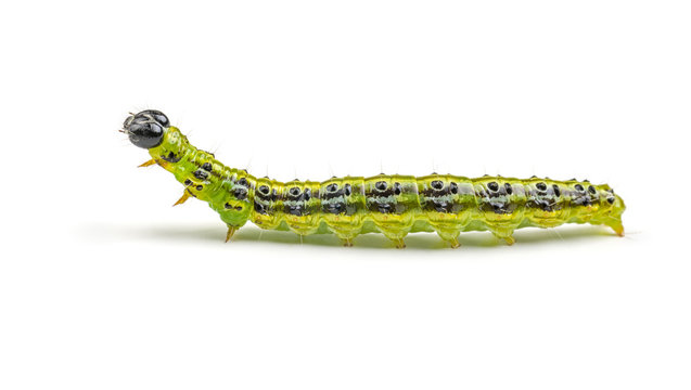Raupe des Buchsbaumz&uuml;nslers (Cydalima perspectalis)