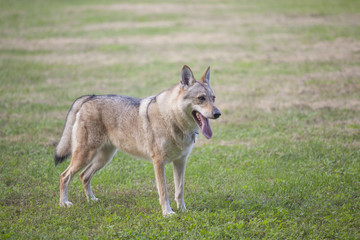 Lupo cecoslovacco