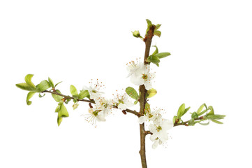 Blackthorn