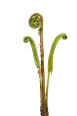 Fern fronds