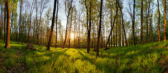 Spring forest panorama with sun