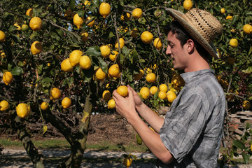 satisfied farmer watch fruits of a lemon tree