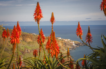 Red flower on coastal and ocean view near Funchal