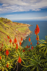 Red flower on coastal and ocean view near Funchal